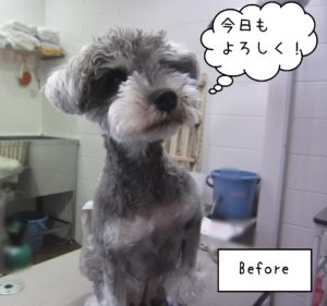 よろしくMシュナ