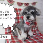 仕上がりMシュナ