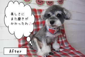 仕上がりMシュナ