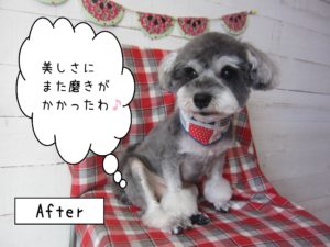 仕上がりMシュナ