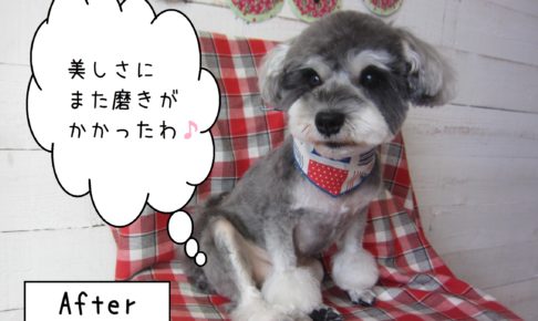 仕上がりMシュナ