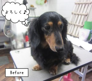 よろしくダックス