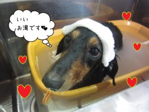 お風呂ダックス