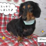 仕上がりダックス