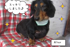 仕上がりダックス