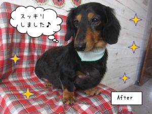 仕上がりダックス