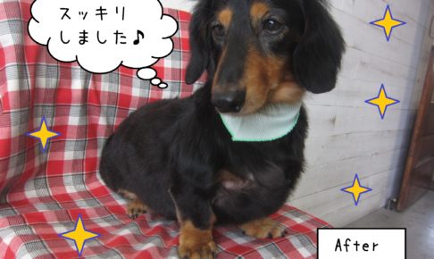 仕上がりダックス