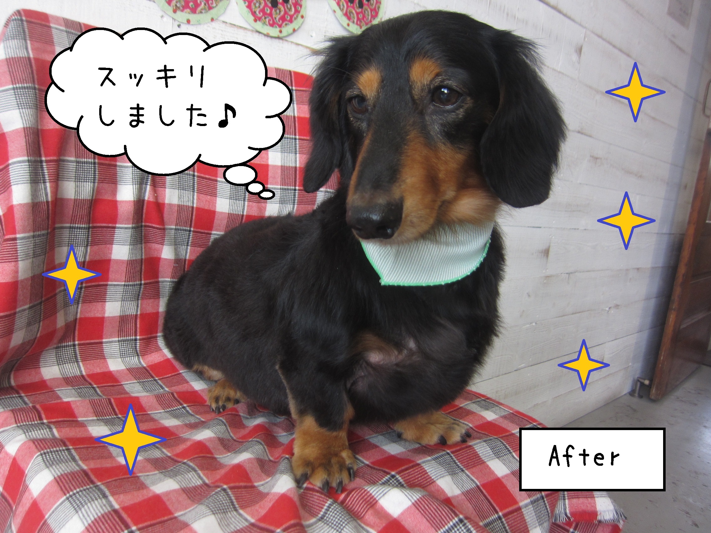 仕上がりダックス