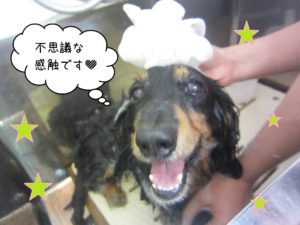 シャンプーダックス