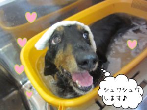 お風呂ダックス