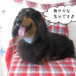 仕上がりダックス