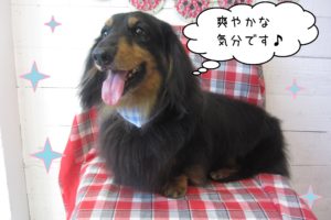 仕上がりダックス