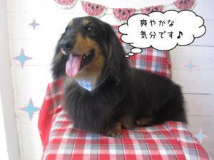 仕上がりダックス