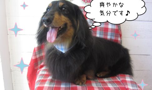 仕上がりダックス