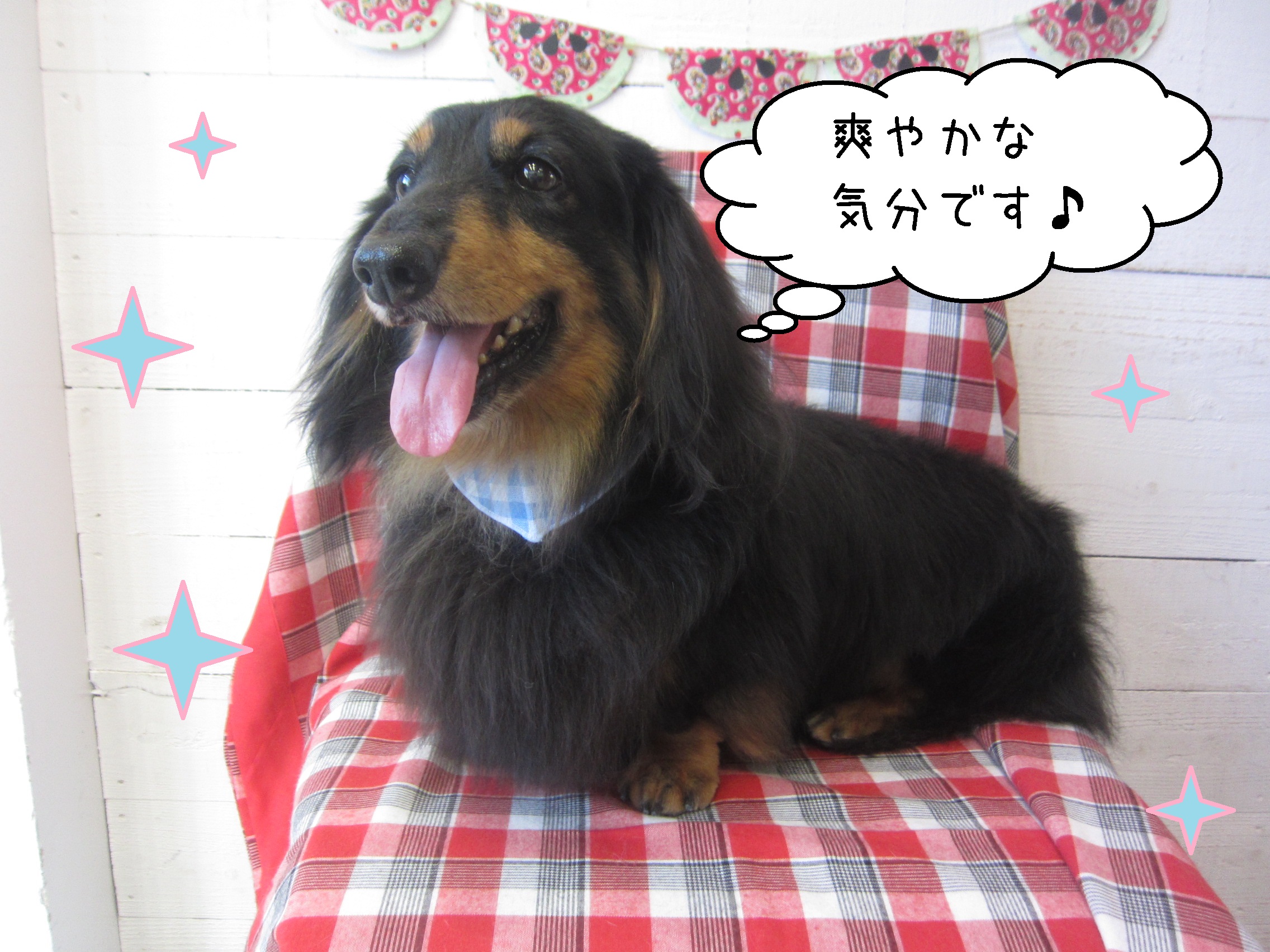 仕上がりダックス