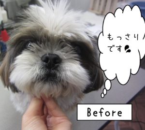 よろしくシーズー