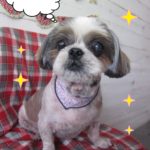 仕上がりシーズー