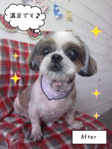 仕上がりシーズー