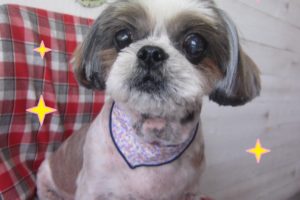 仕上がりシーズー