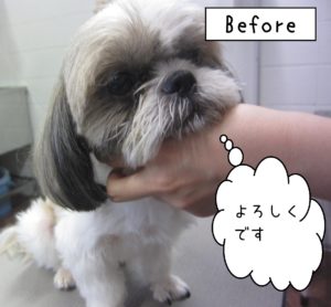 よろしくシーズー