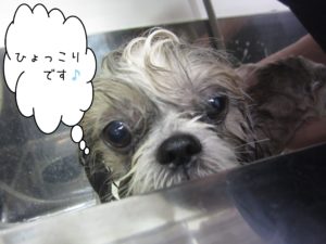 シャンプーシーズー