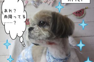 仕上がりシーズー