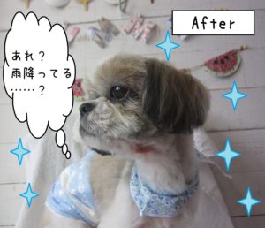 仕上がりシーズー