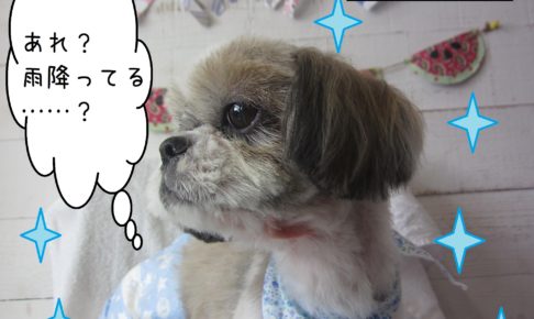 仕上がりシーズー