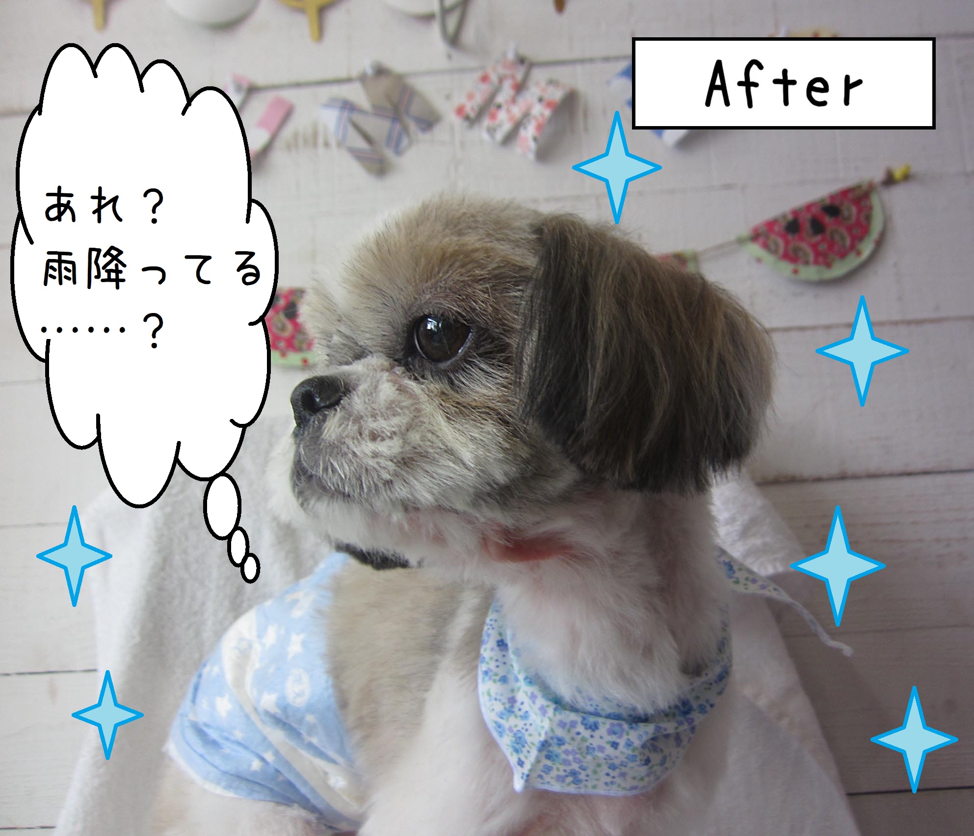 仕上がりシーズー