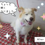 仕上がりミックス