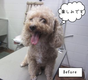 トイプーのモコちゃんカット前