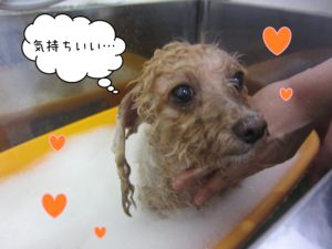 トイプーのモコちゃんスパ中