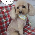 トイプーのモコちゃん施術後