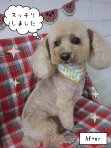 トイプーのモコちゃん施術後