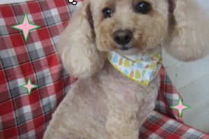 トイプーのモコちゃん施術後