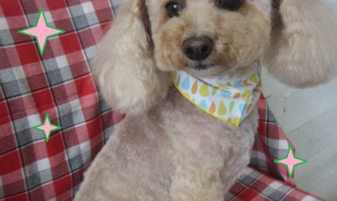 トイプーのモコちゃん施術後