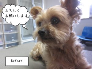 ヨーキーのてんちゃんカット前