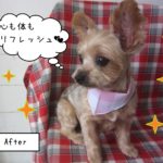 ヨーキーのてんちゃん施術後