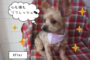 ヨーキーのてんちゃん施術後