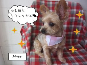 ヨーキーのてんちゃん施術後