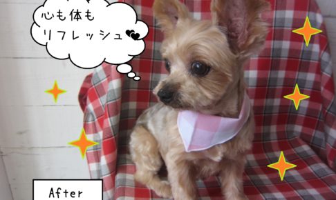 ヨーキーのてんちゃん施術後