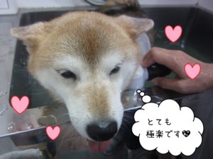 柴の華ちゃんスパ中