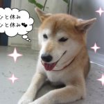 柴の華ちゃん施術後