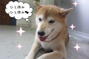 柴の華ちゃん施術後