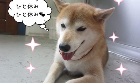 柴の華ちゃん施術後