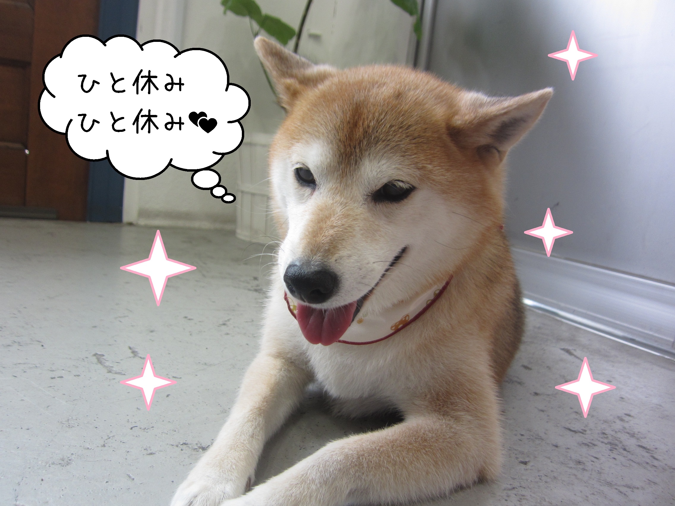 柴の華ちゃん施術後