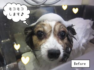 パピヨンのメルちゃんシャンプー中