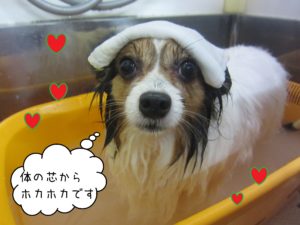 パピヨンのメルちゃんスパ中