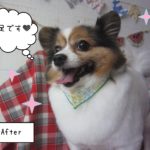 パピヨンのメルちゃん施術後