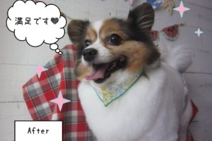 パピヨンのメルちゃん施術後